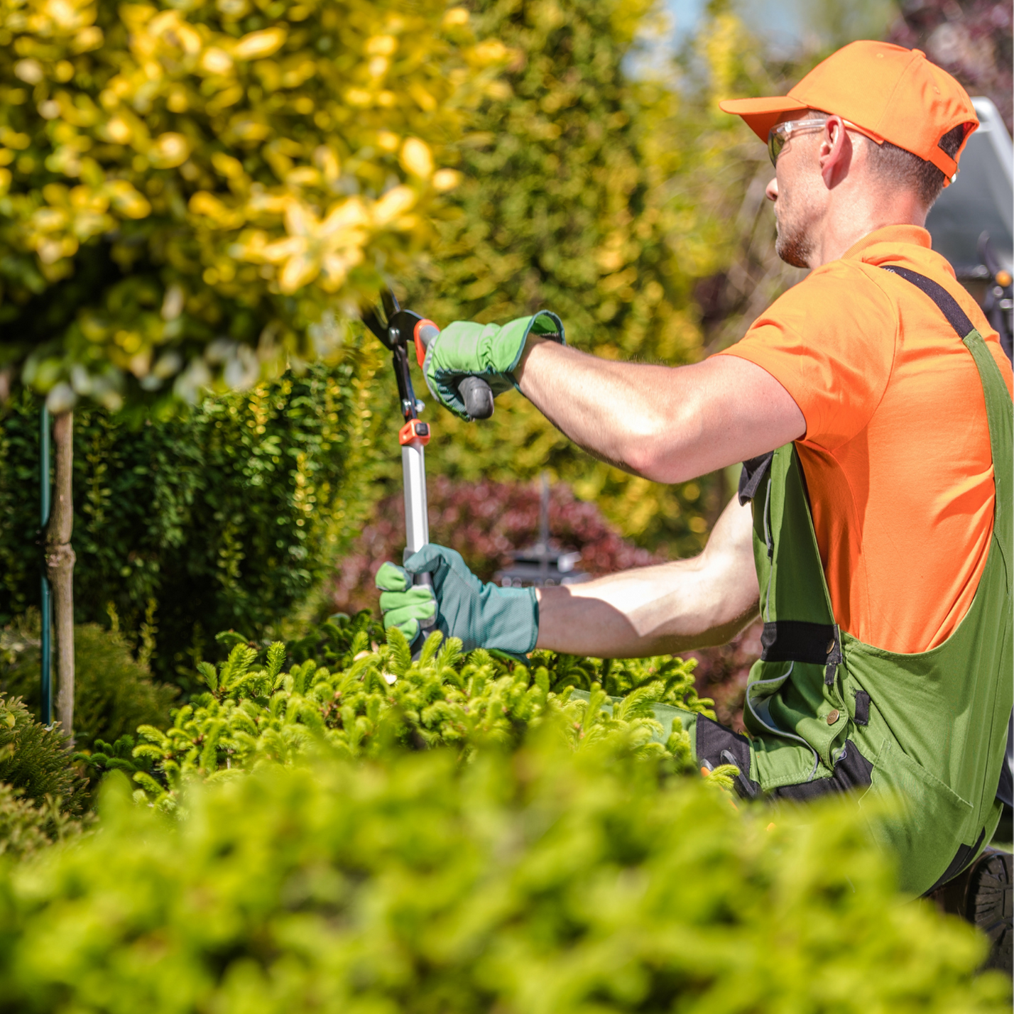 Wichita Tree Service