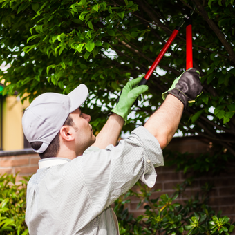 Erie Tree Service