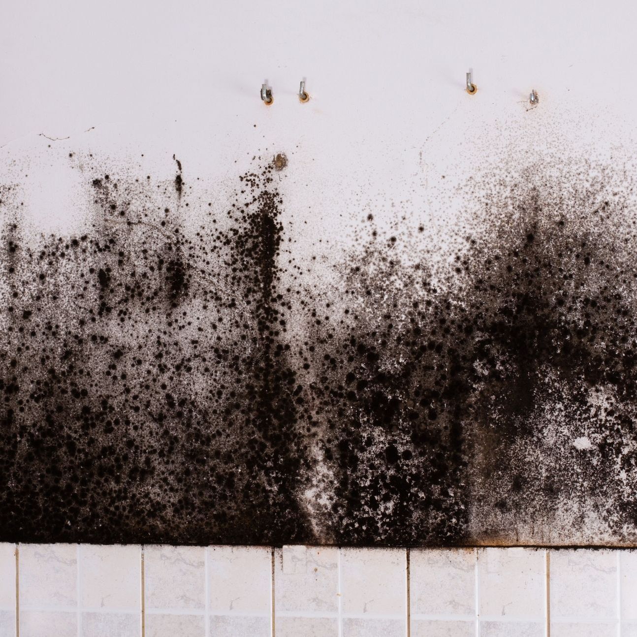 Mold Experts of Queen City