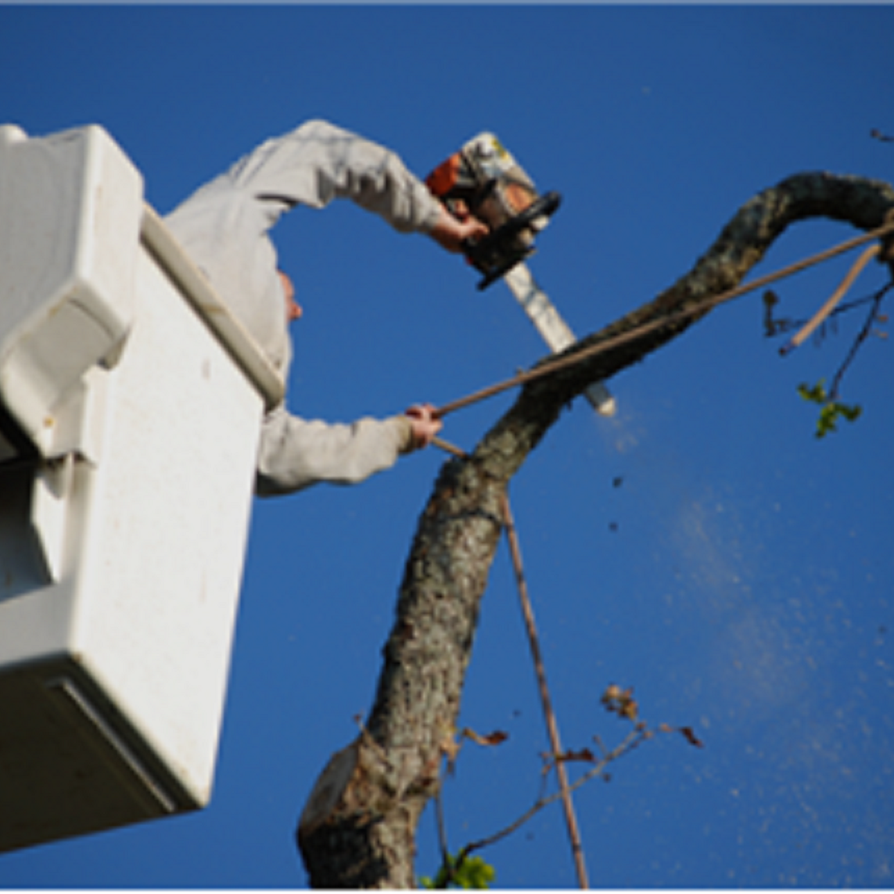 Colorado Springs Tree Service