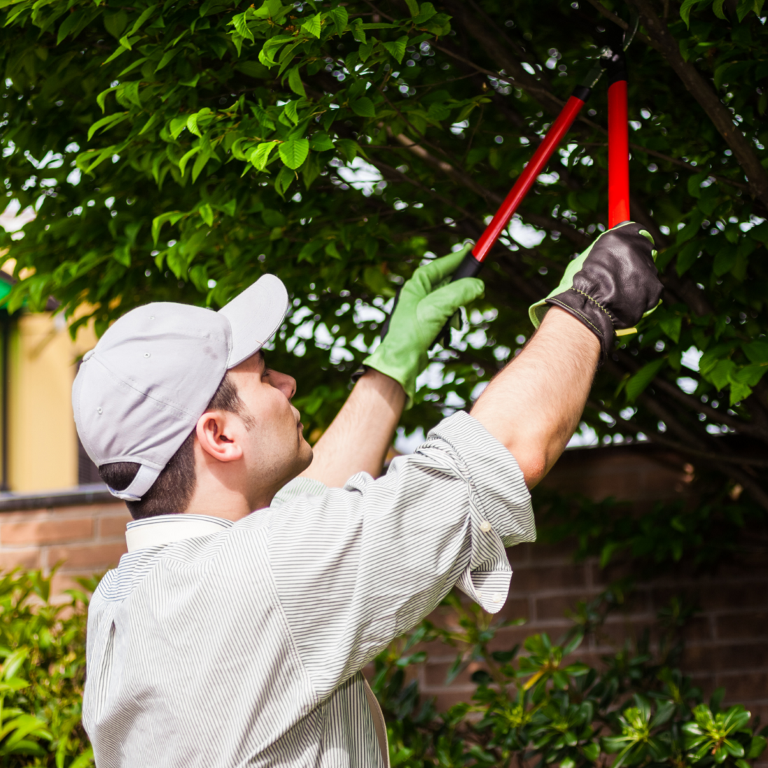 Medford Tree Service