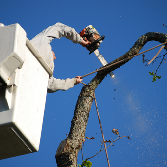 Fort Wayne Tree Service